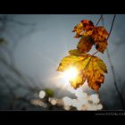 Herbst Reflex