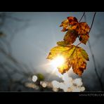 Herbst Reflex