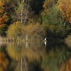 Herbst-Reflexionen