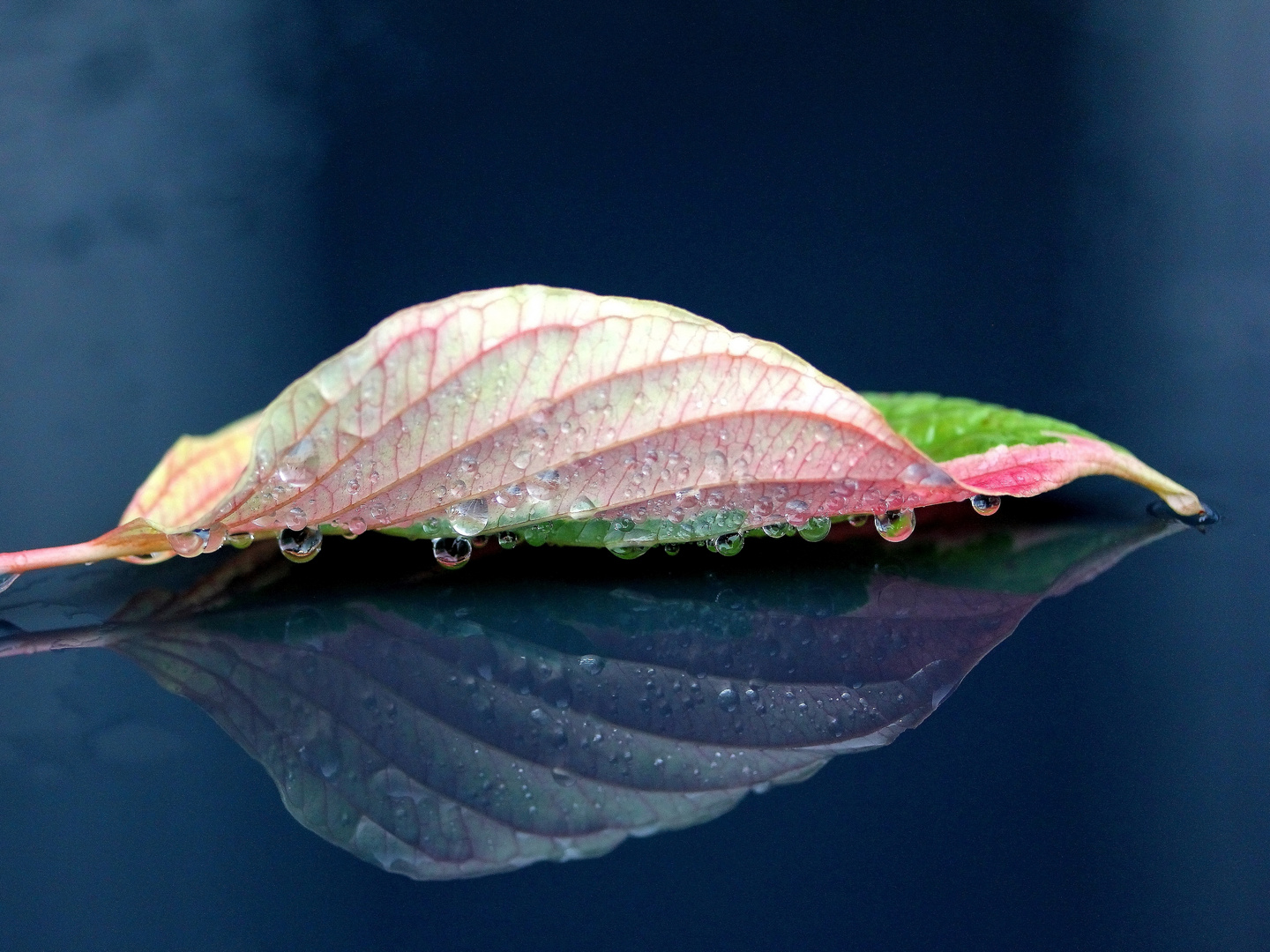 Herbst-Regen