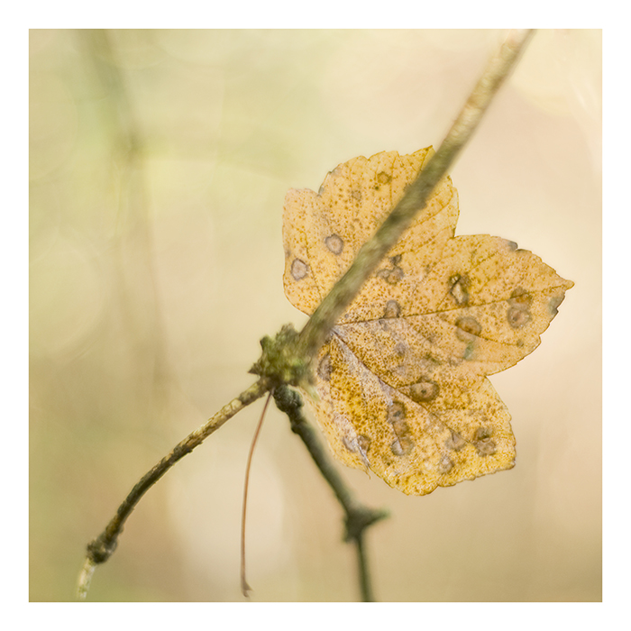 herbst-regen-tag°