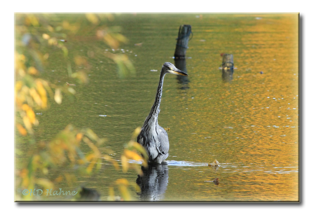 Herbst Reiher