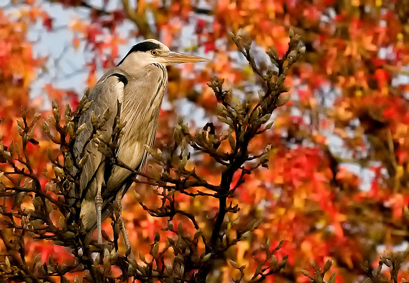 Herbst-Reiher