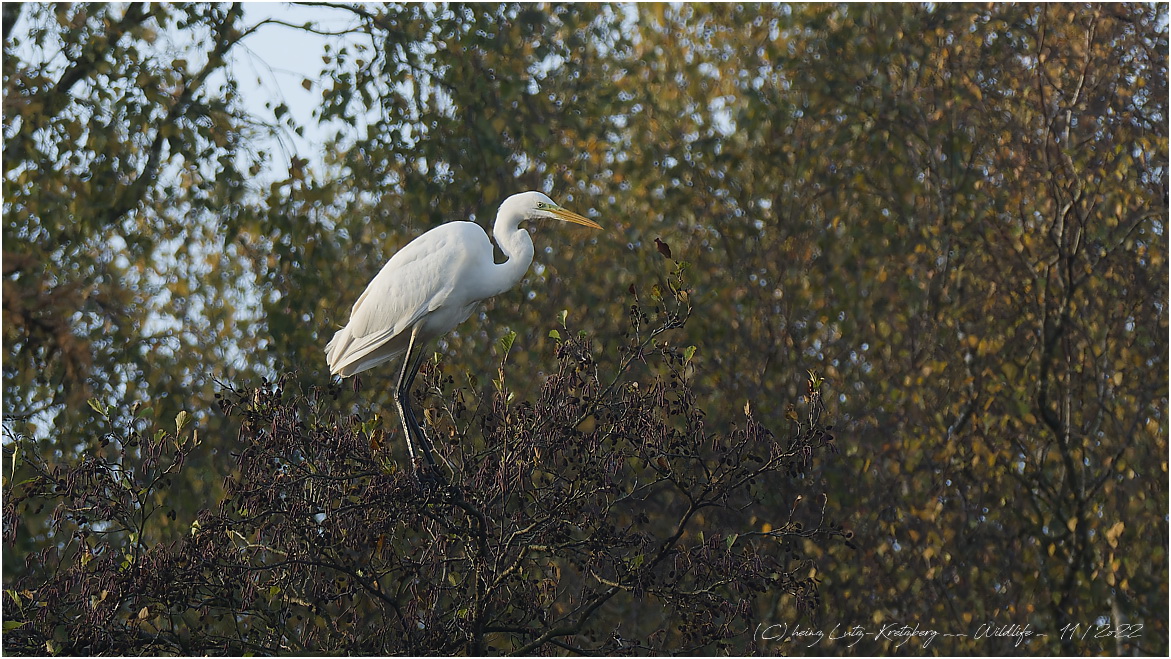 Herbst -Reiher