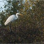 Herbst -Reiher