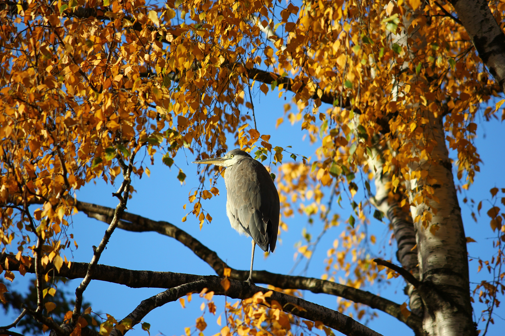 Herbst-Reiher