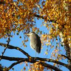 Herbst-Reiher