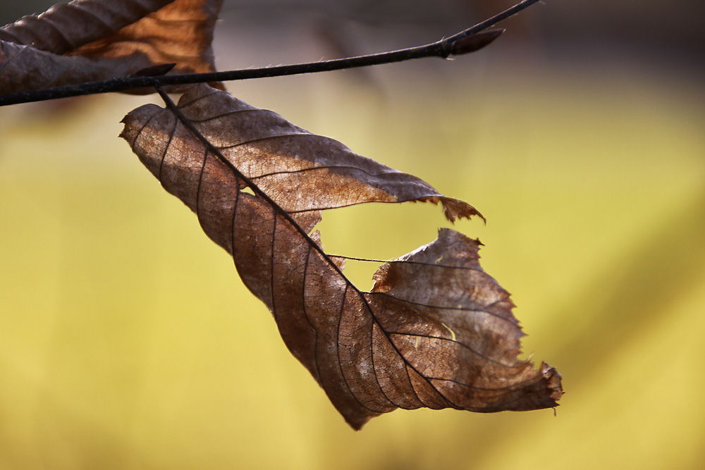 "Herbst-Rest"