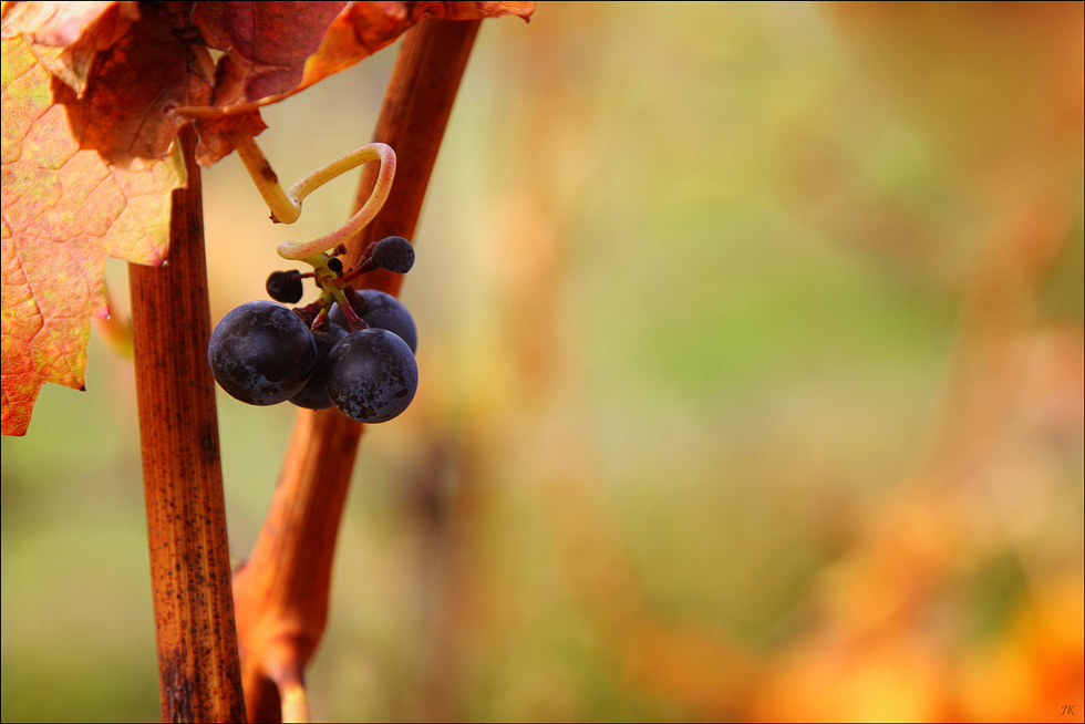 Herbst Rest V