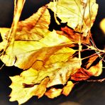 Herbst Reste im Dezember 2