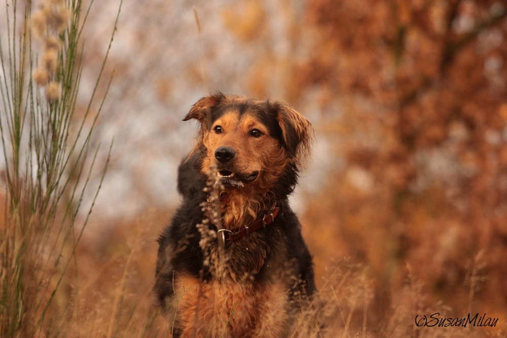 Herbst-Rita