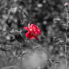 "Herbst Rose"