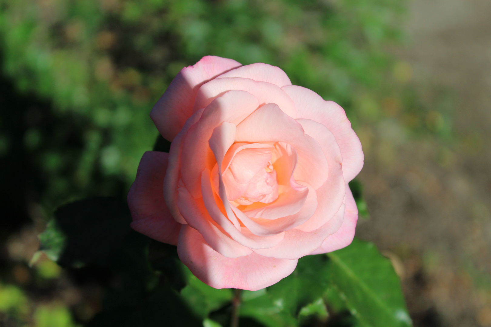 Herbst Rose