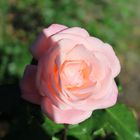 Herbst Rose