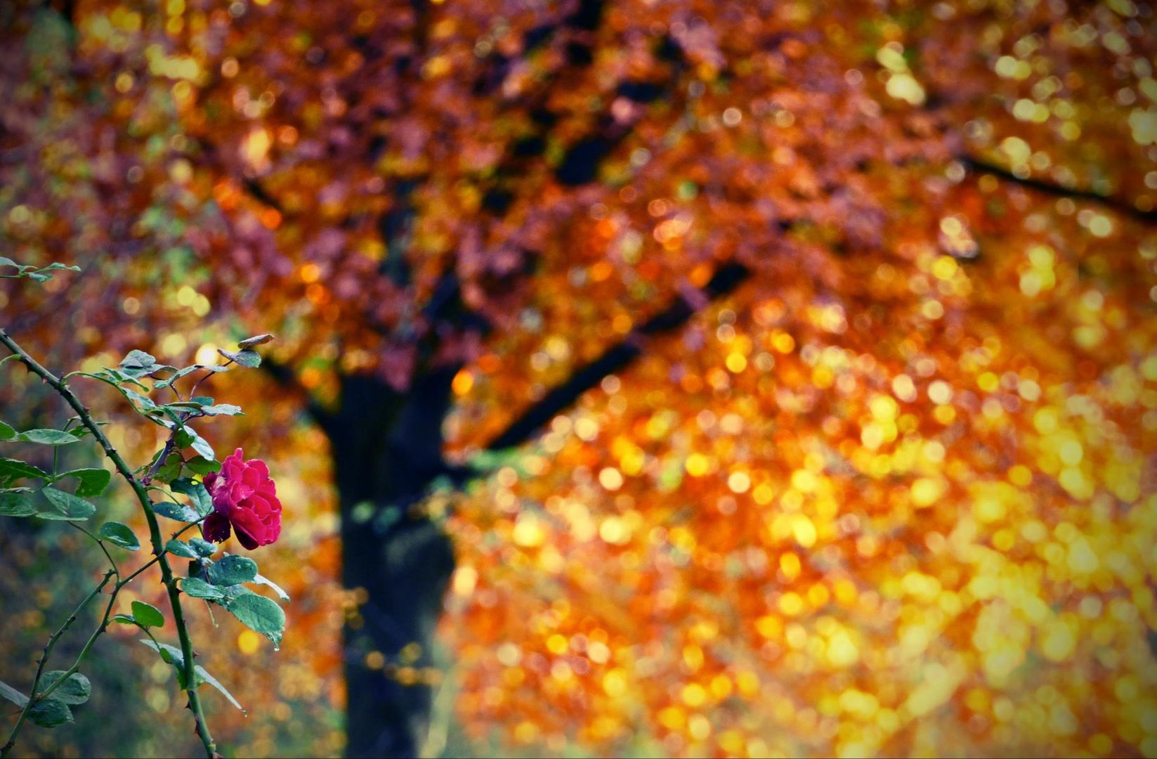 Herbst-Rose
