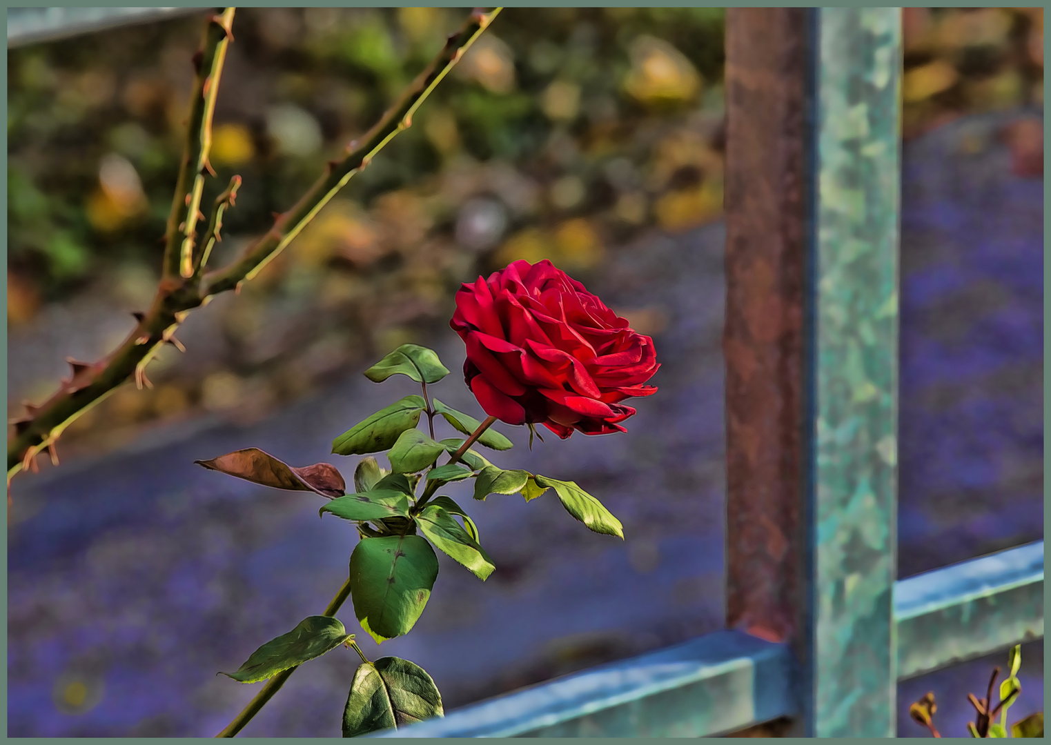 Herbst-Rose - direkt an einem Parkplatz