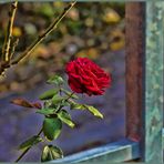 Herbst-Rose - direkt an einem Parkplatz