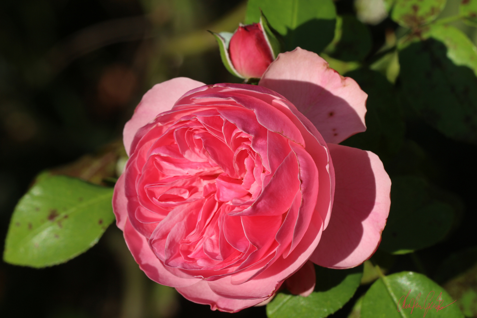 Herbst Rose