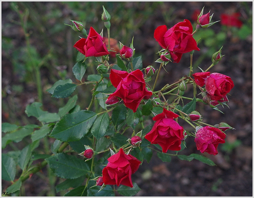 "Herbst" Rosen.