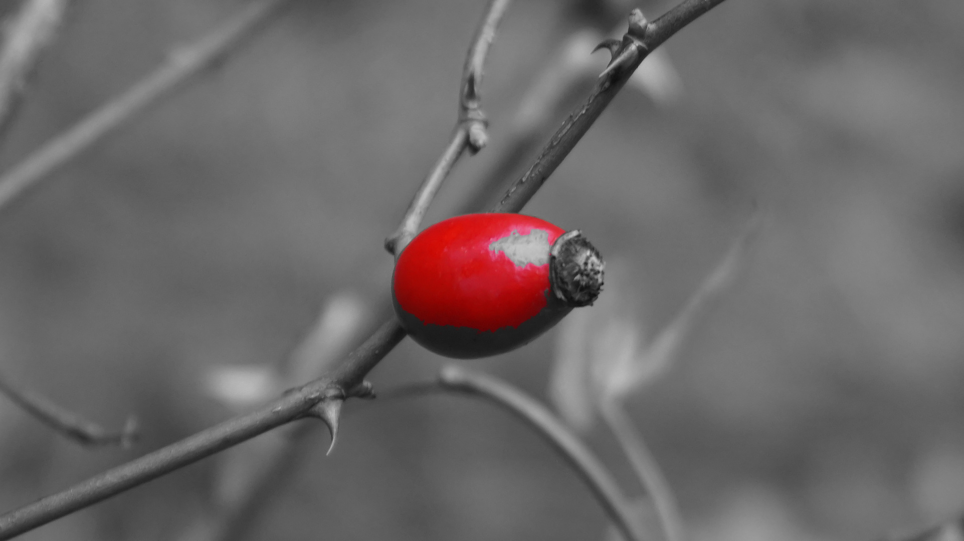 Herbst Rot