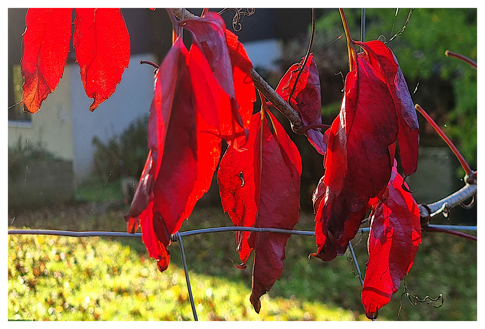 Herbst-Rot