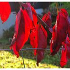 Herbst-Rot