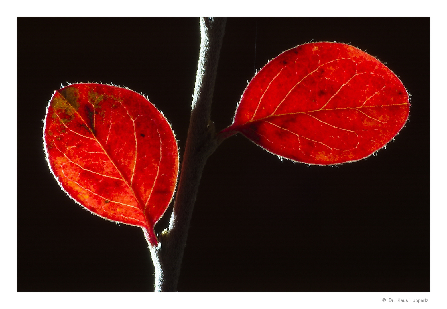 Herbst-Rot (2)