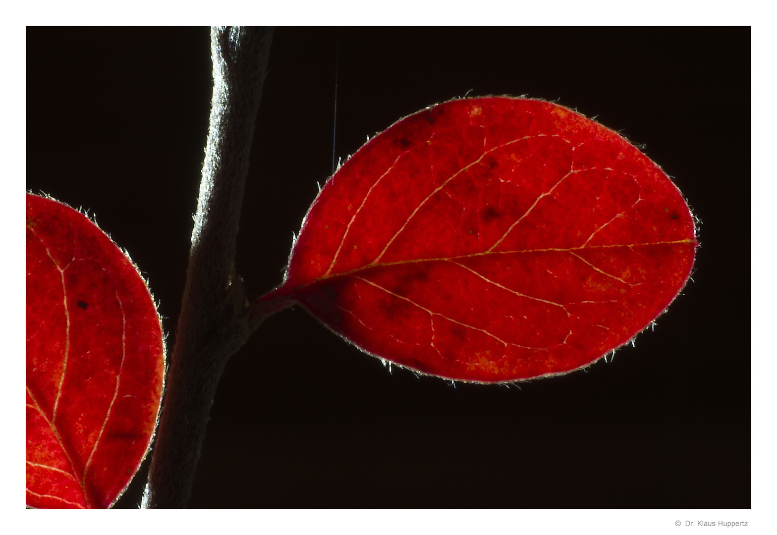 Herbst-Rot (3)