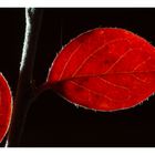 Herbst-Rot (3)