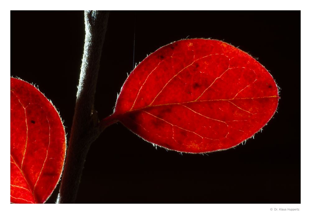 Herbst-Rot (3)