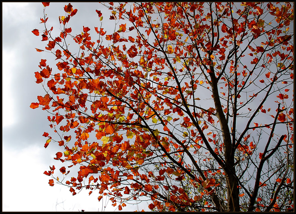 Herbst - Rot