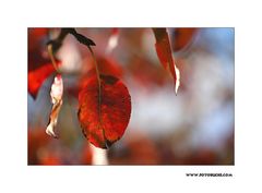 Herbst Rot