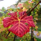 Herbst-Rot