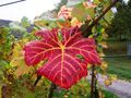 Herbst-Rot von Anna Sonne