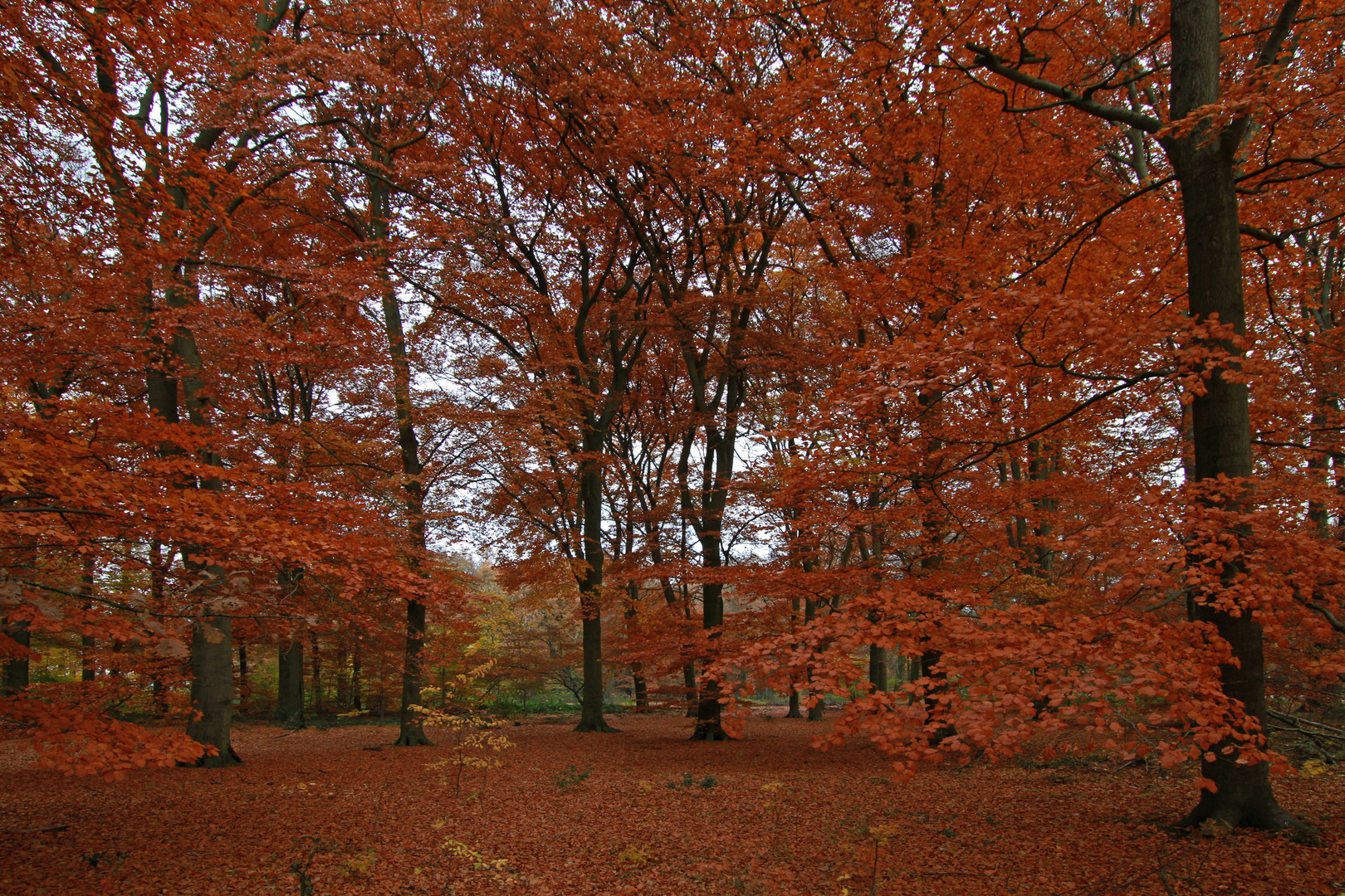 Herbst-Rot