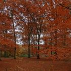 Herbst-Rot