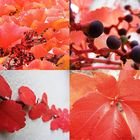 Herbst rot