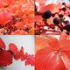 Herbst rot