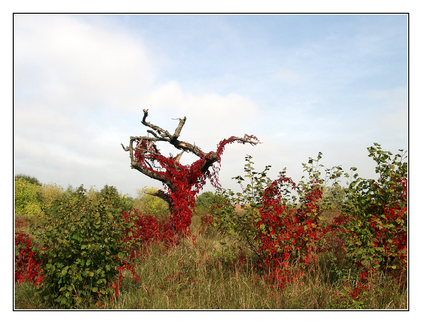 Herbst, rot.