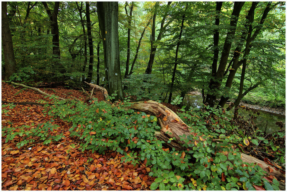 Herbst rot-grün