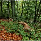 Herbst rot-grün