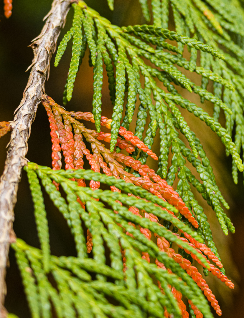 Herbst - rot - grün