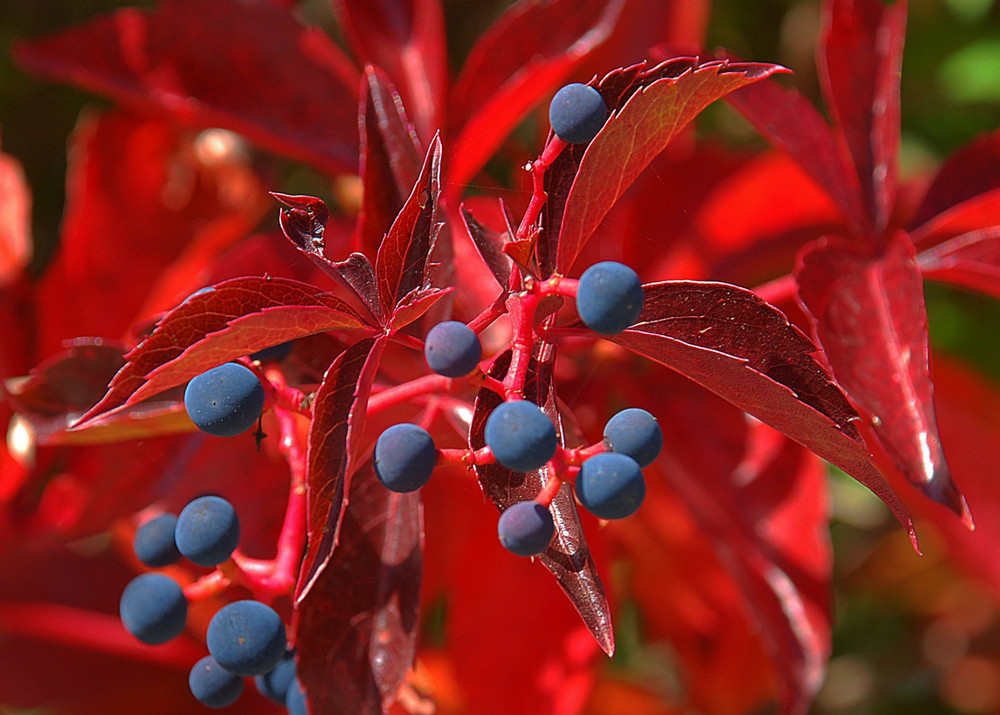 Herbst-Rot # Rojo de otoño