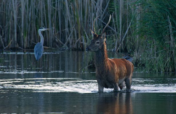Herbst - Rothirsch (Cervus elaphus)  und Graureiher