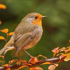 Herbst Rotkehlchen