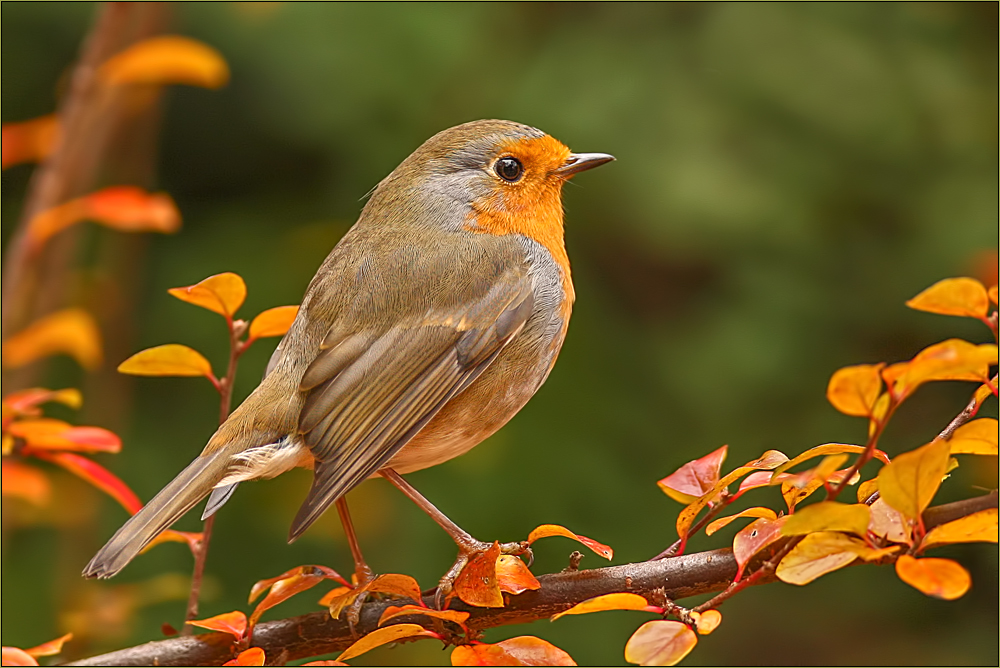 Herbst Rotkehlchen Foto & Bild | tiere, wildlife, wild lebende vögel