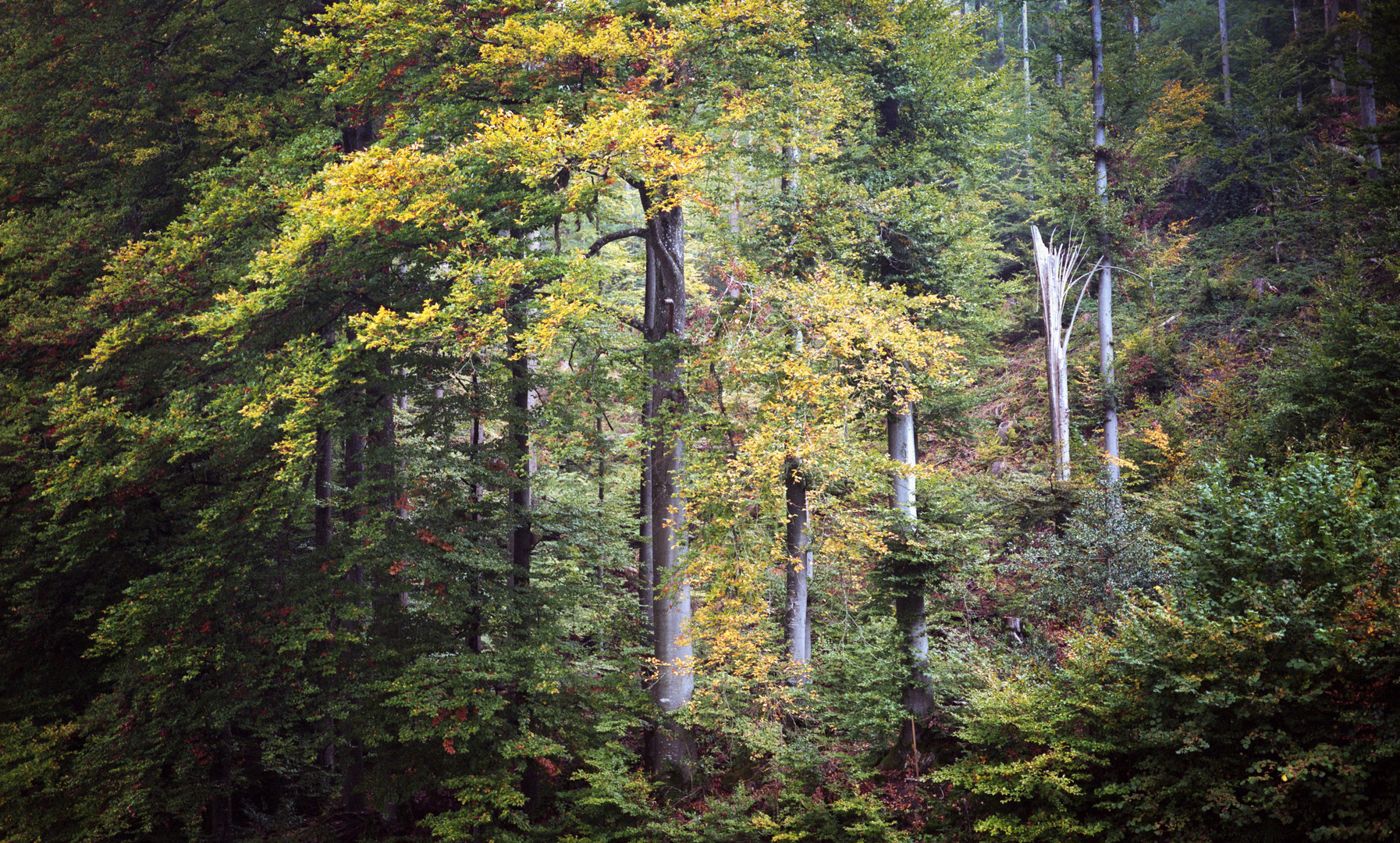 Herbst Rückblick