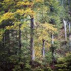 Herbst Rückblick