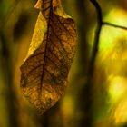 Herbst - Rumhängen und sich vor Freude kräuseln