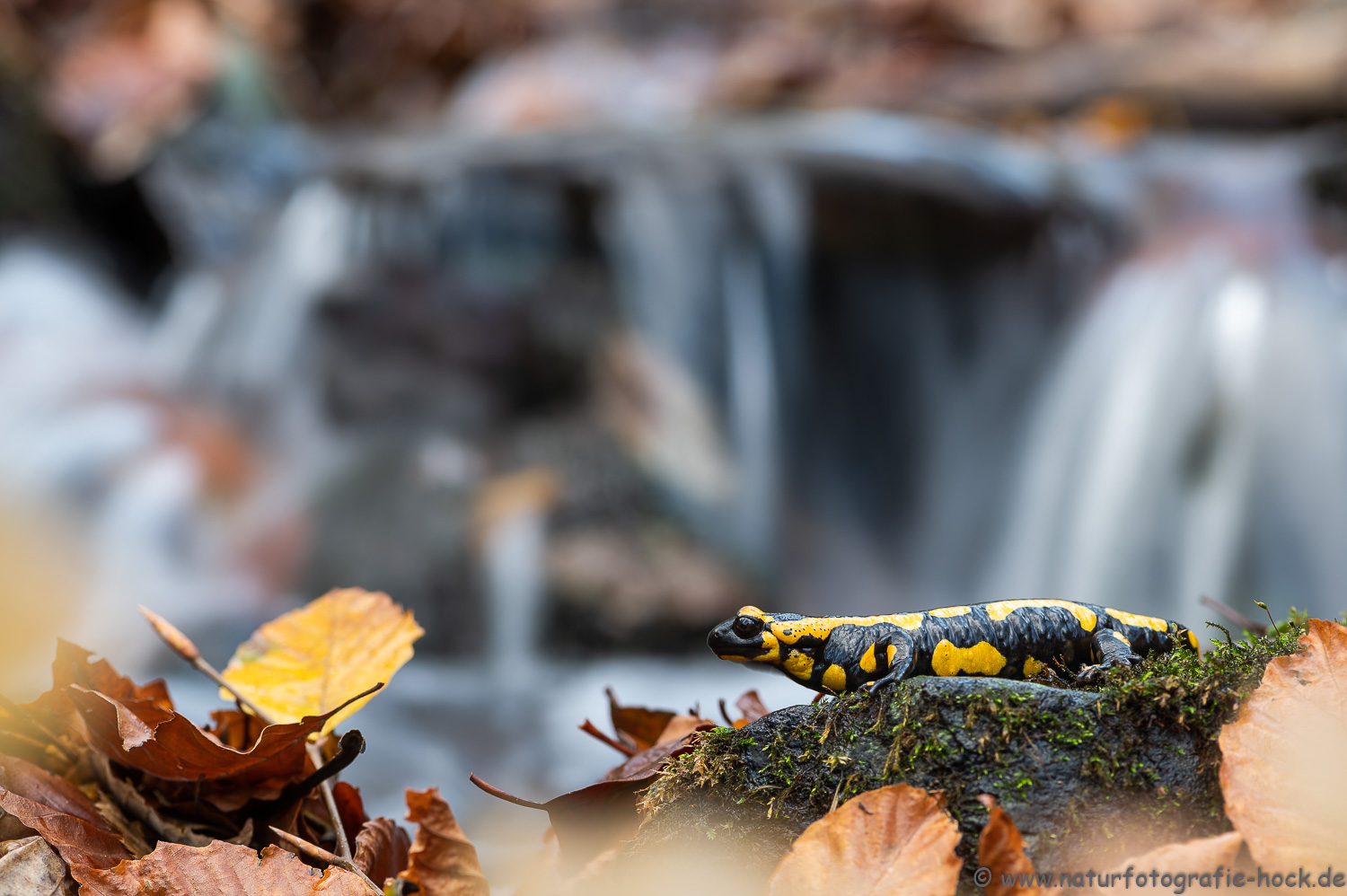 ~ Herbst-Salamander ~